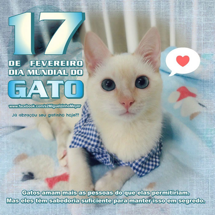 Dia Mundial do Gato Imagem 8
