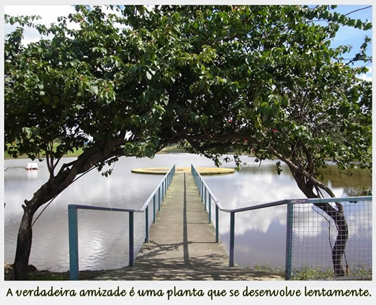 A verdadeira amizade é uma planta que se desenvolve lentamente.