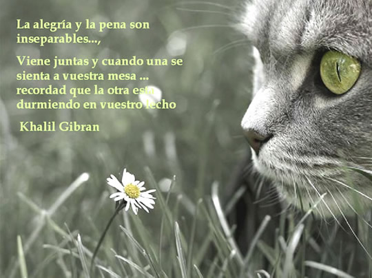 "La alegría y la pena son inseparables... Viene juntas y cuando...