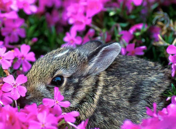 Coelhinho da Páscoa