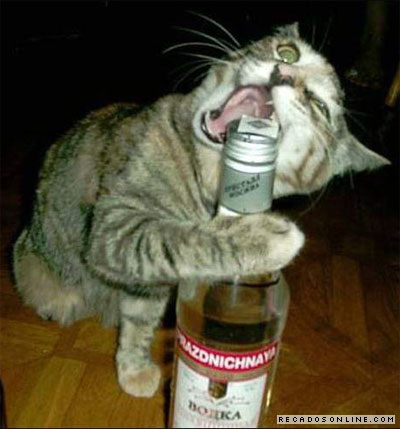 Gato roendo garrafa de vodka