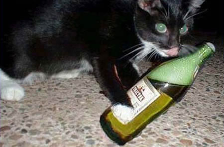 Gato com garrafa de cerveja