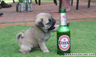 Cerveja Beck's e um filhote de Pug