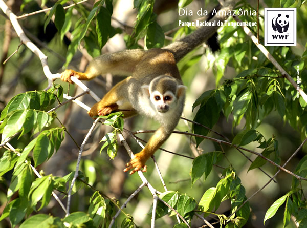 Dia da Amazônia