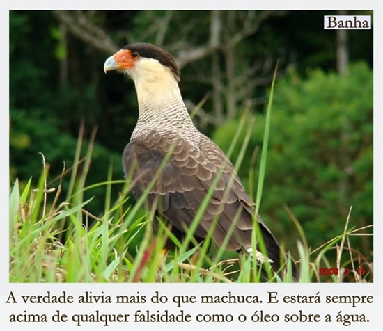 A verdade alivia mais do que machuca. E estará sempre acima de...