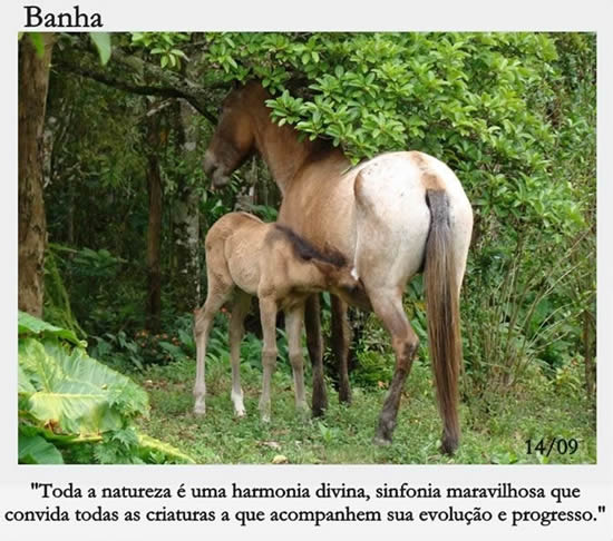 Toda natureza é uma harmonia divina, sinfonia maravilhosa que convida...