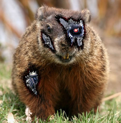 Fotos Bizarras imagem 8