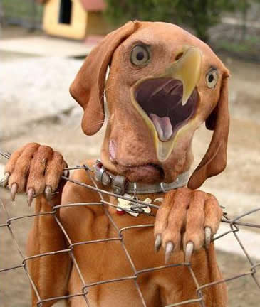 Fotos Bizarras imagem 2