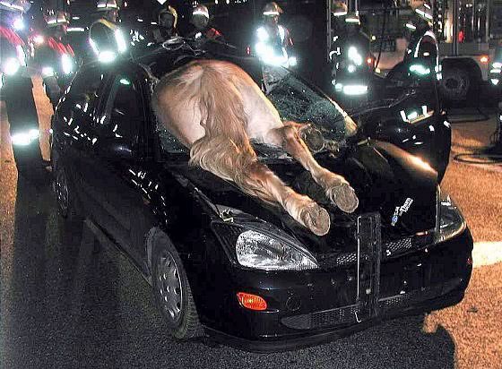 Fotos Bizarras imagem 9