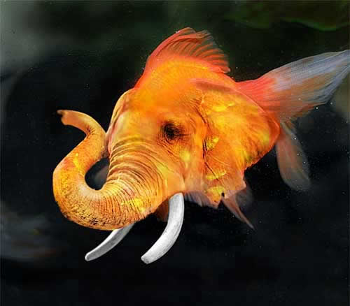 Fotos Bizarras imagem 12