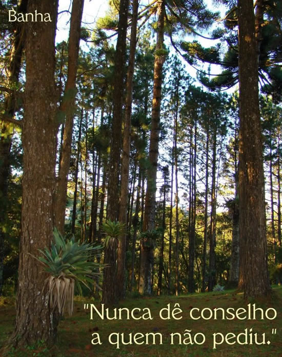 Nunca dê conselho a quem não pediu.