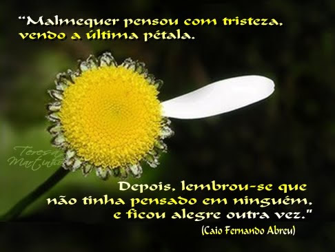 Malmequer pensou com tristeza vendo a última pétala. Depois...