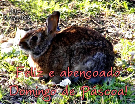Feliz e abençoado domingo de Páscoa!