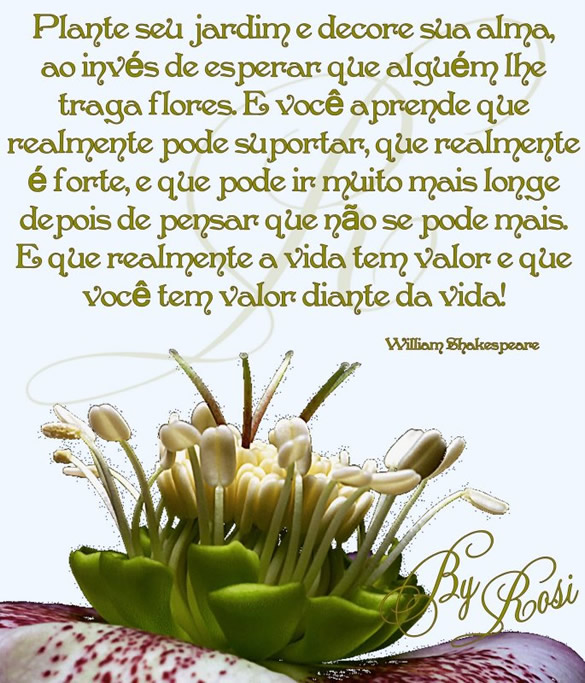 Plante seu jardim e decore sua alma, ao invés de esperar que...