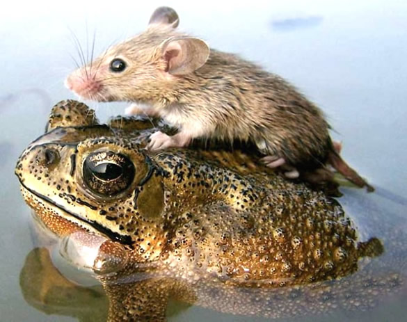 Humor com Animais imagem 11