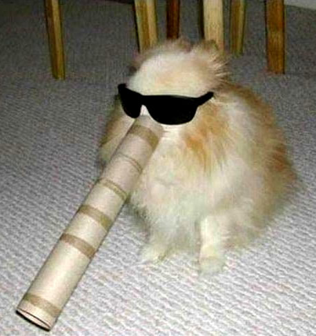 Humor com Animais imagem 12