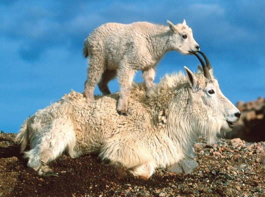 Humor com Animais imagem 14