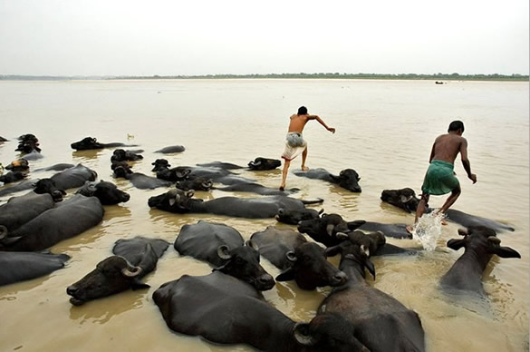 Humor com Animais imagem 20