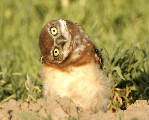 Humor com Animais imagem 6