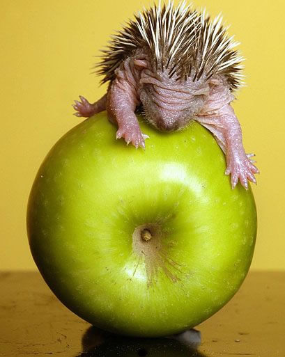 Humor com Animais imagem 10