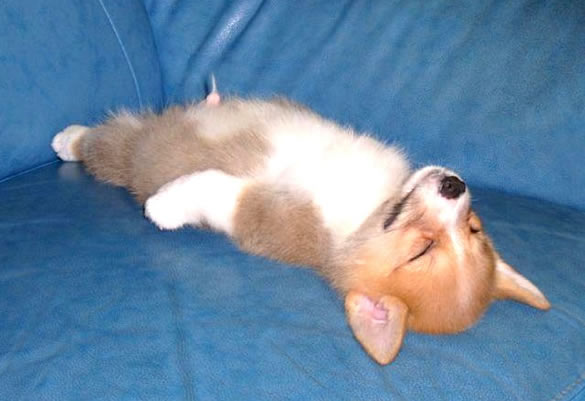 Humor com Animais imagem 12