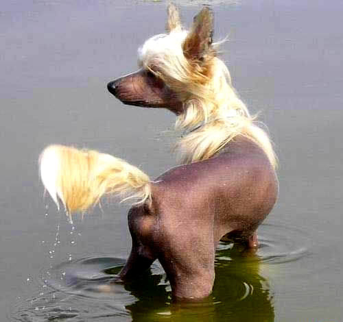 Humor com Animais imagem 2