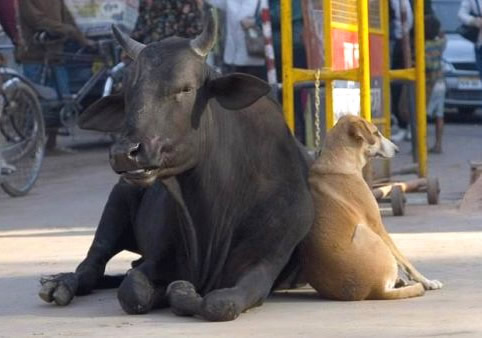 Humor com Animais imagem 5