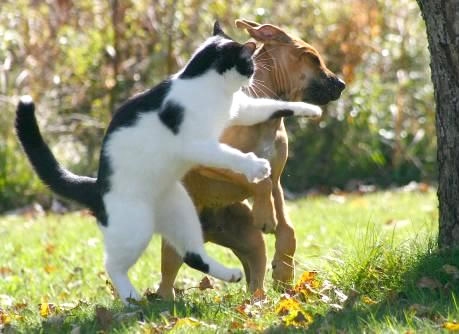 Humor com Animais imagem 9