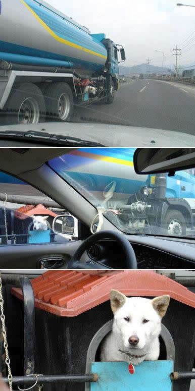 Humor com Animais imagem 10