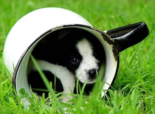 Humor com Animais imagem 11