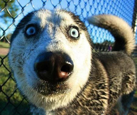 Humor com Animais imagem 13