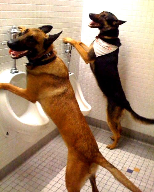 Humor com Animais imagem 14