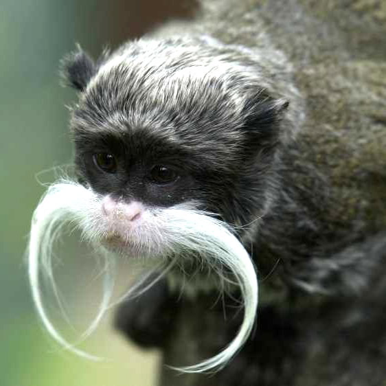 Humor com Animais imagem 17