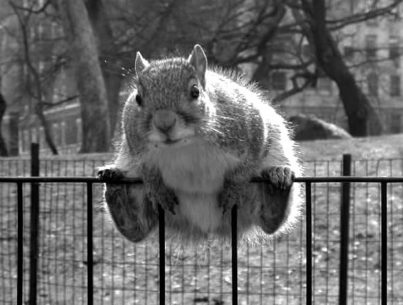 Humor com Animais imagem 18