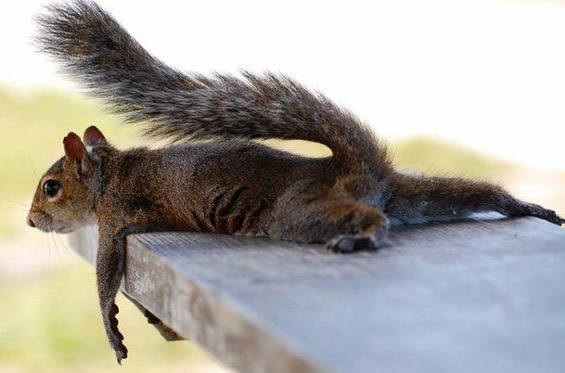 Humor com Animais imagem 1