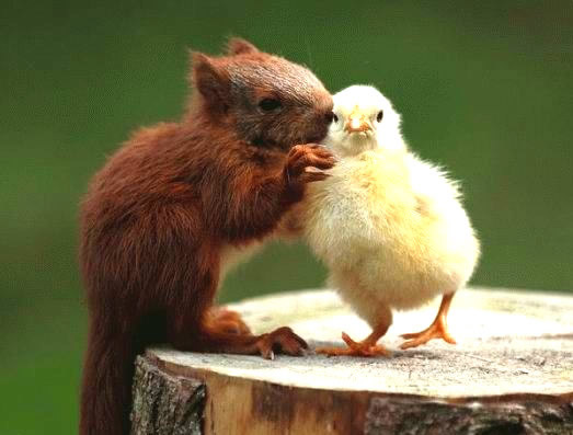 Humor com Animais imagem 2