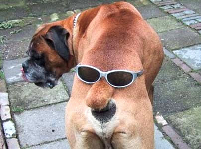 Humor com Animais imagem 4