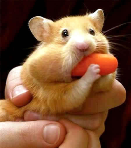 Humor com Animais imagem 5