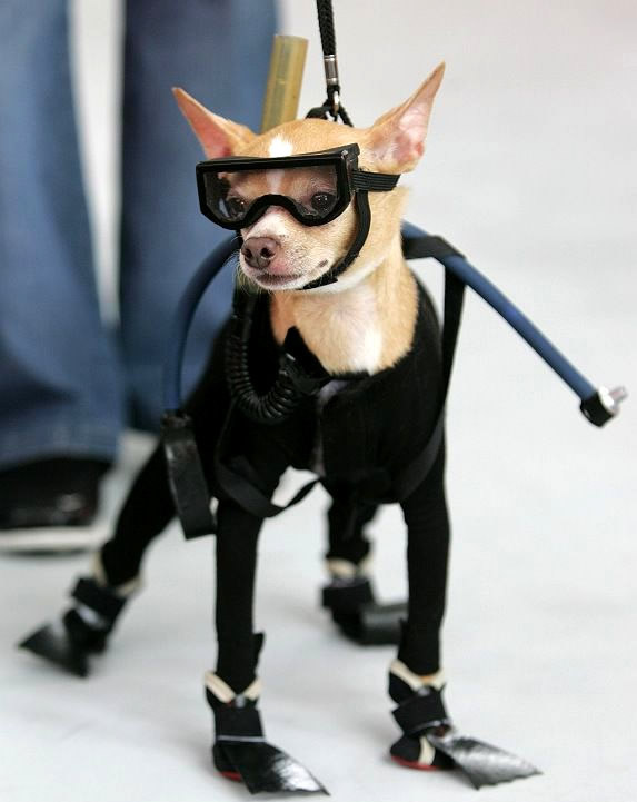 Humor com Animais imagem 7