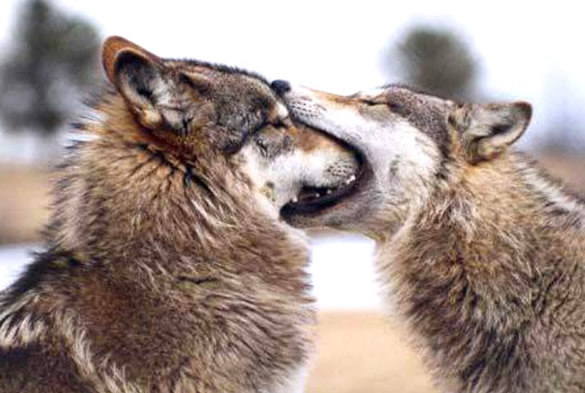 Humor com Animais imagem 8