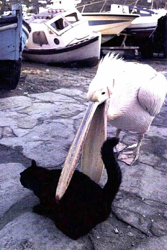 Humor com Animais imagem 9