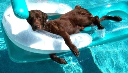 Humor com Animais imagem 12