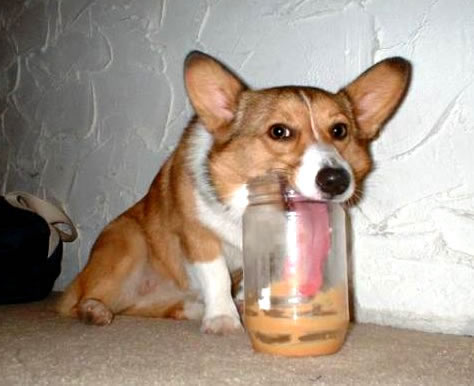 Humor com Animais imagem 13