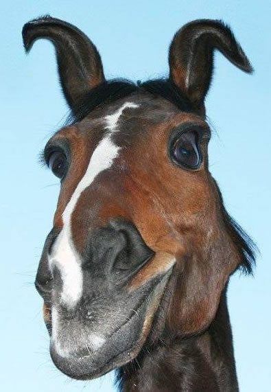 Humor com Animais imagem 14