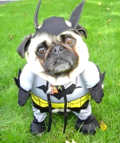 Humor com Animais imagem 15