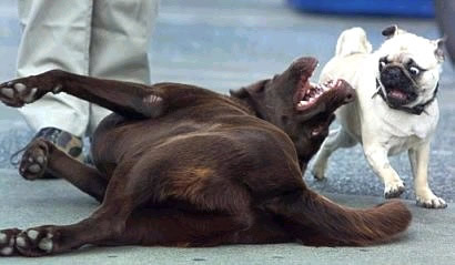 Humor com Animais imagem 16