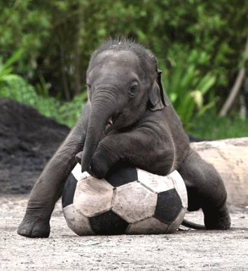 Humor com Animais imagem 17