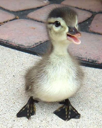 Humor com Animais imagem 19