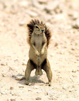 Humor com Animais imagem 20