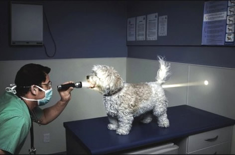 Humor com Animais imagem 1